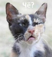 Самый удивлённый кот