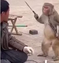 Обезьяна украла у&nbsp;туриста телефон и&nbsp;обменяла его на&nbsp;еду