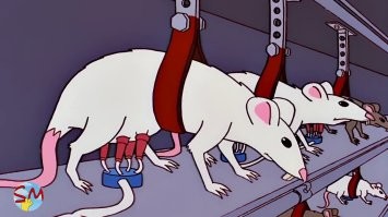 тут Сиипсоны слегка промахнулись - у них крысиное молоко