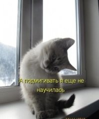 Окна в котомир