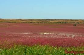 Похоже на солончаки возле моря.