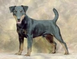 Ну не знаю, у меня было две собаки породы ягдтерьер, примерно такого же размера, прожили 15 и 16 лет и никогда (!) я не стриг им когти. То ли не росли, то ли об асфальт стачивались (хотя гуляли в основном по траве) не знаю. И ещё, никогда не чистил им уши, как говорят - нужно обязательно.