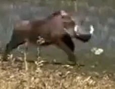 С такими ножами мог запросто кишки киске выпустить! И ещё, хоть понимаю, что это природа, нравится когда жертва ускользает!