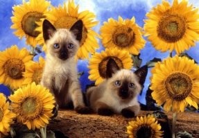 15+ фотографий кошек,  которые словно сошли с полотен художников