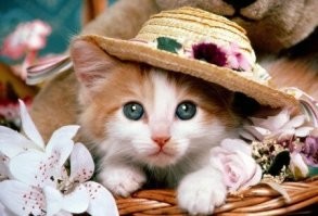 15+ фотографий кошек,  которые словно сошли с полотен художников