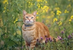 15+ фотографий кошек,  которые словно сошли с полотен художников