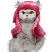 Осталось найти ему кото-альтушку