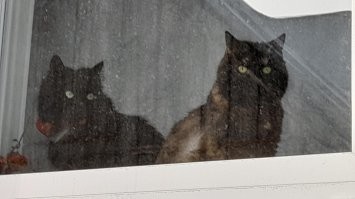 На окошечке вдвоём
Маму милую мы ждём.
Приходи скорей, мамуля
И корми своих кисюлей