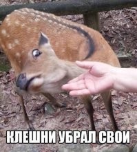 Дружелюбные олени, обитающие около китайского города