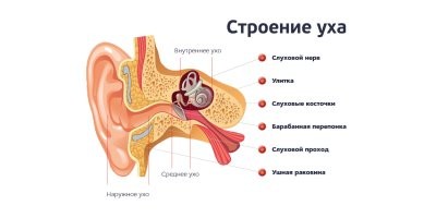 "пуля пролетела у него над ухом и прошла так близко от головы, что пробила барабанную перепонку"

Отправьте этого "профессора" в 9 класс, пусть строение уха повторит.