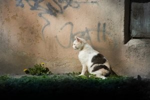 15+ фотографий кошек,  которые словно сошли с полотен художников