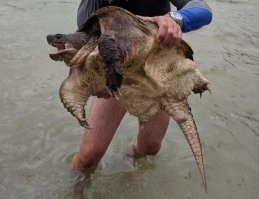 Каймановая черепаха (или кусающаяся), snapping turtle. Здоровенная, я таких пару раз в озере ловил (и отпускал).