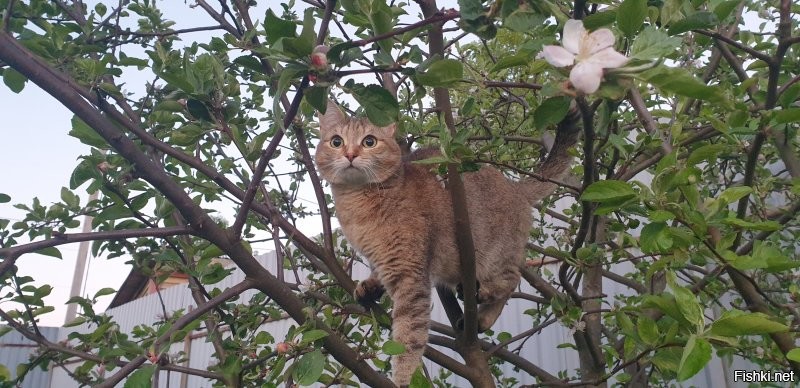 Кошка Ева на яблоньке, май 2024 г.

Быть добру!