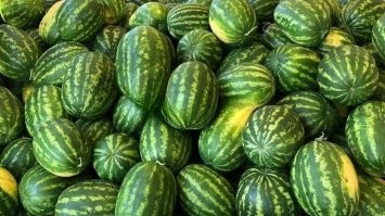 Сверхприбыли советского времени, зелёное золото 
Мы на великах ездили (не в Саратов), нам даром отдавали, сколько могли унести.
Нет бы продавать, миллионерами бы стали, а мы всё во дворе раздавали и сами объедались