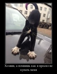 Дуги разные – нейтральные, игривые, опасные