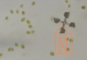 СТАРАЯ МЕЛЬНИЦА