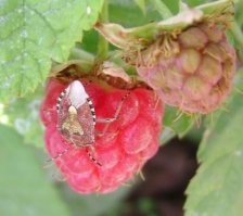 Ну или почувствовал какой-то привкус...