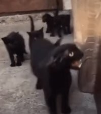 Мама, слона за малого загрызёт!