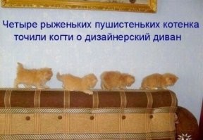 18 домашних питомцев, у которых полным-полно сюрпризов