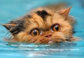 Которусалки они водоплавающие, как я !