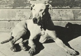 Пэтси Энн - ОНА ВСТРЕЧАЛА КОРАБЛИ ! «Официальный встречающий Джуно, Аляска» 
 Каждый день она приходила на пристань, и ещё задолго до того, как объявят о приближающемся корабле, Пэтси Энн шла именно на тот причал, рядом с которым вскоре в поле зрения и появлялось судно. Её жизнь не была драматичной, у неё в начале даже были хозяева и не было  тех кто её бросил и кого она ждала, она питалась в любом прибрежном пабе и была вполне упитанной и жизнерадостной  - просто она любила корабли .