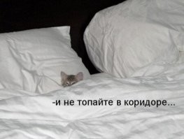 24 котика, которые проснулись, но решили не вставать