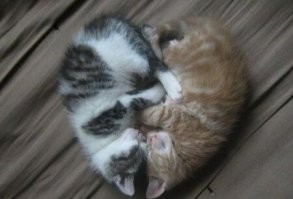 24 котика, которые проснулись, но решили не вставать