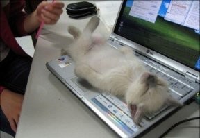 24 котика, которые проснулись, но решили не вставать