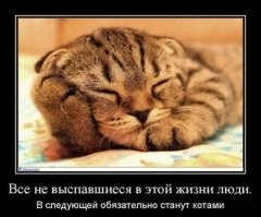 24 котика, которые проснулись, но решили не вставать