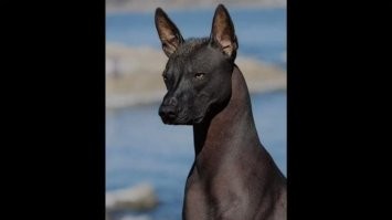 Как-то видел на улице выгуливали взрослую пару. Поджарые, выглядят необычно и , действительно, слегка потусторонне.