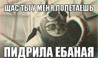 Пользователь сети показал, как выглядели бы моющие посуду коты