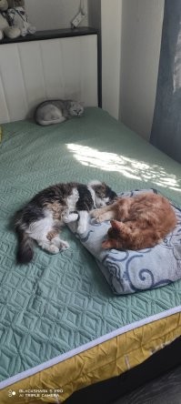 24 котика, которые проснулись, но решили не вставать
