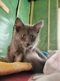 24 котика, которые проснулись, но решили не вставать