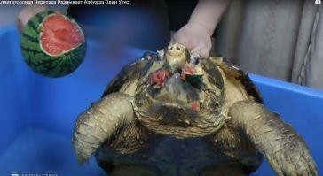 ну, я бы не хотел быть укушенным черепахой