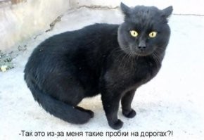 24 котика, которые так удивились, что забыли закрыть рот