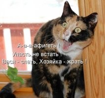 24 котика, которые так удивились, что забыли закрыть рот