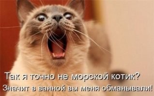 24 котика, которые так удивились, что забыли закрыть рот