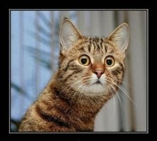 24 котика, которые так удивились, что забыли закрыть рот