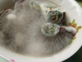 Конечно есть...разумная жизнь грибка