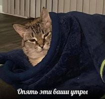 24 котика, которые проснулись, но решили не вставать
