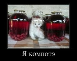 22 котика, которые настроились на привычную трапезу, но их заставили тестировать новую еду