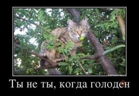 22 котика, которые настроились на привычную трапезу, но их заставили тестировать новую еду