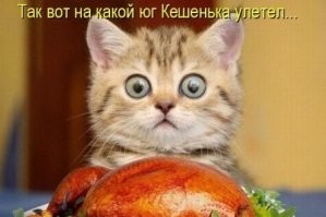 22 котика, которые настроились на привычную трапезу, но их заставили тестировать новую еду