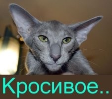 Остров Аруба — страна, отказавшаяся от независимости