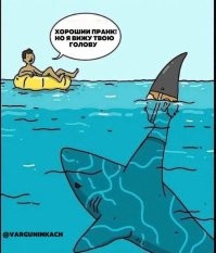 В Приморском крае мужчина спас акулу, закинув её в море