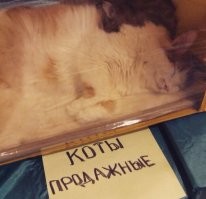 Июльские демотиваторы почти на любой вкус