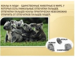 Если  у медведя Коалы откатать отпечатки пальцев, они будут практически неотличимы от человеческих. И... они будут не человеческими.