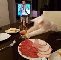 22 котика, которые настроились на привычную трапезу, но их заставили тестировать новую еду