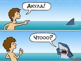 В Приморском крае мужчина спас акулу, закинув её в море