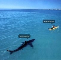 В Приморском крае мужчина спас акулу, закинув её в море